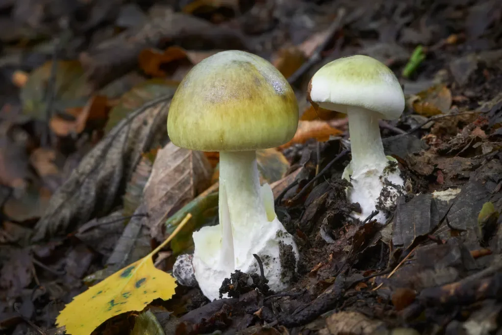 Death Cap mushrooms, which are toxic