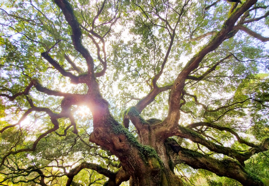 The sun shines through a massive, sprawling oak tree. These specimens are common in South Carolina's state parks.