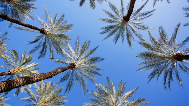 Towering trees against a blue sky in beautiful Palm Springs.