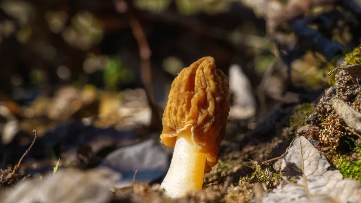 A morel mushroom - be careful of copycats that are toxic