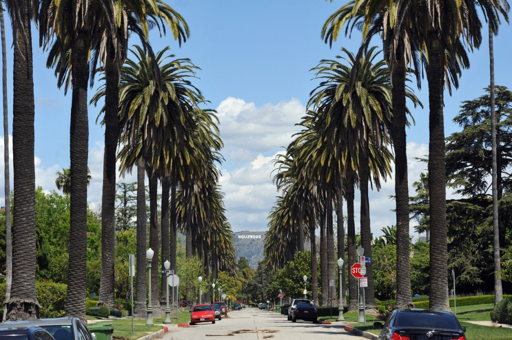 Towering palm trees line the street leading toward the famous Hollywood sign.