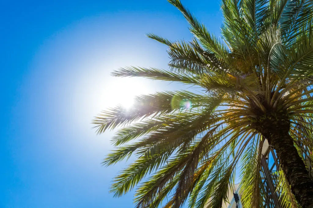 A palm tree against a blue sky - weather is one of the reasons Walt Disney chose Florida