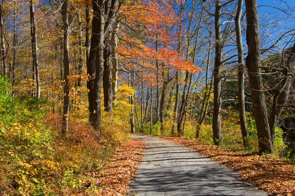 A walking path meanders through trees full of colorful fall foliage in Macedonia Brook State Park, Connecticut.