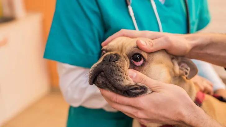 A veterinarian checks out a pug in an exam room. It's essential to have your pets tested for Valley fever if they show any symptoms of the disease.