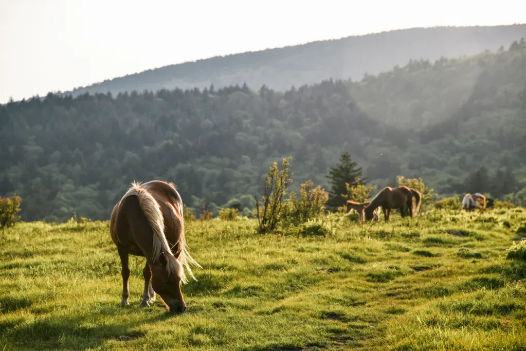 A wild pony grazes at Grayson Highlands State Park in Virginia.