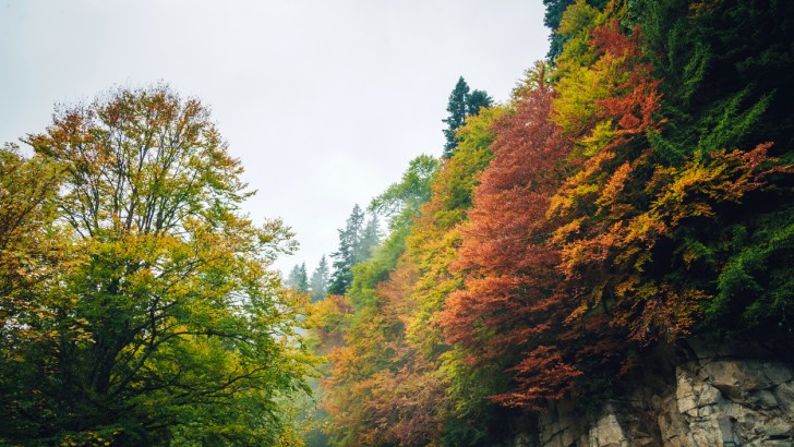 Fall foliage, like you might see in Indiana's state parks.