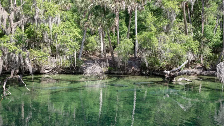 Manatees at Blue Spring State Park in Florida.
