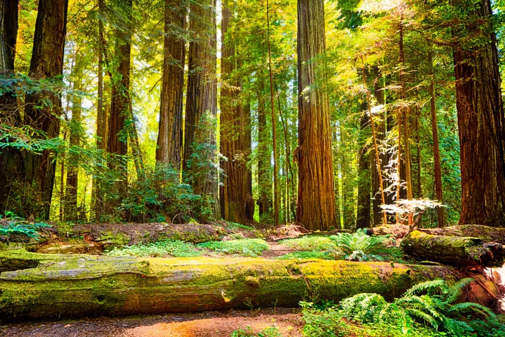 A fallen tree among the towering specimens in Redwood National Park. Many Star Wars scenes were filmed in this California destination.