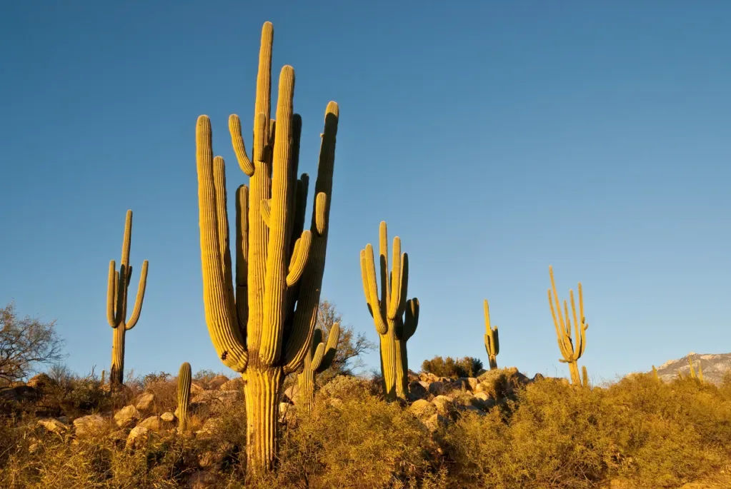 A stand of saguaro cacti against a clear blue sky in Catalina State Park.